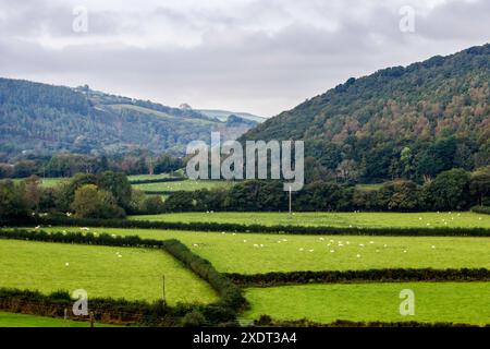 Scène pastorale de pâturage de moutons dans la vallée de Rheidol au pays de Galles. Banque D'Images