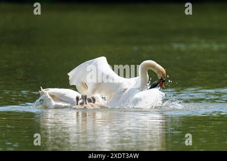 Les cygnes muets mâles et femelles Cygnus olor protègent leurs cygnets de la forme d'un Cormorant-Phalacrocoracidae. Banque D'Images