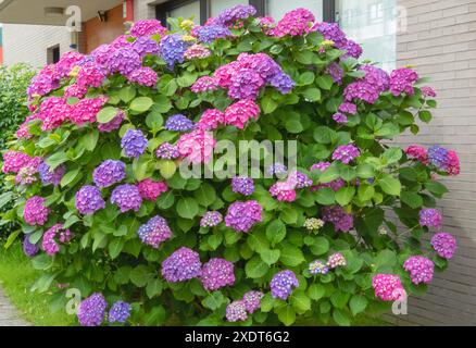 Plante à fleurs d'hortensia avec fleurs roses, violettes et bleues simultanément. Hydrangea macrophylla. Banque D'Images