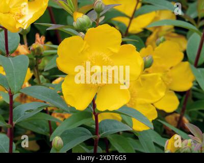 Hypericum patulum,goldencup produit John's wort ou Yellow mosqueta ou hypericum x hidcoteense flower closeup Banque D'Images