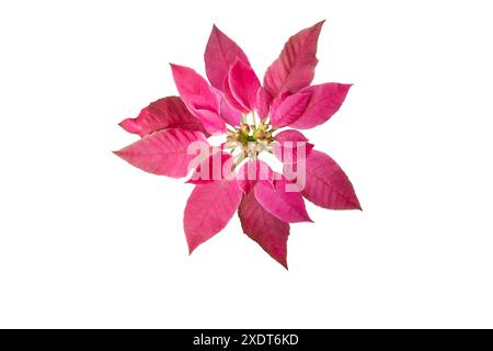 Poinsettia fleur de Noël flatlay isolé sur blanc. Flor de Pascua. Plante rose euphorbia pulcherrima. Banque D'Images