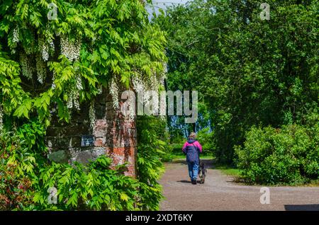 Wisteria japonaise blanche (Wisteria floribunda) accrochée à un mur de briques rouges dans un parc de campagne du comté de Down avec une femme et un chien marchant Banque D'Images