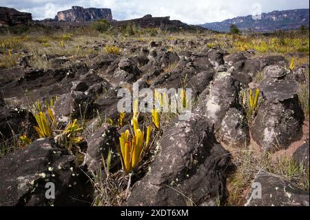 Pichets de Brocchinia reducta, une broméliade carnivore qui pousse dans la roche de grès sur le plateau d'Auyan Tepui, Venezuela Banque D'Images