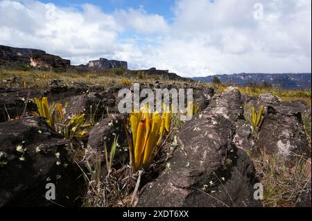 Cruches broméliées de Brocchinia reducta poussant dans la roche de grès sur le plateau d'Auyan Tepui, Venezuela Banque D'Images
