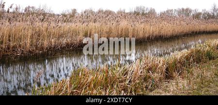 Upton Northampton Northamptonshire les gens marchent en marchant l'herbe rive de l'eau bord de ruisseau portes arbres campagne comté pays terre cours d'eau lac ruisseau Banque D'Images