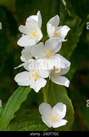 Philadelphus lewisii. Wild Mock Orange, fleurs blanches Banque D'Images