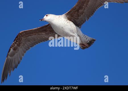 Un mouette de l'Atlantique glisse sans effort sur le courant ascendant s'élevant du long côté haut d'un bateau de croisière naviguant dans l'Atlantique Nord depuis Tanger. Banque D'Images