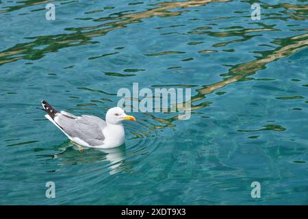 Mouette nageant sur la mer turquoise lumineuse. Banque D'Images