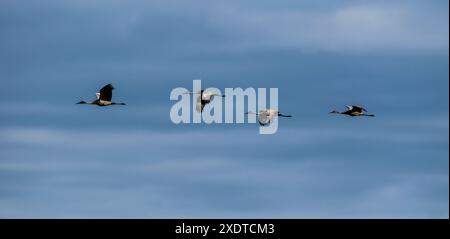 Des grues de Sandhill (Antigone canadensis) survolent Crex Meadows dans le Wisconsin. Banque D'Images