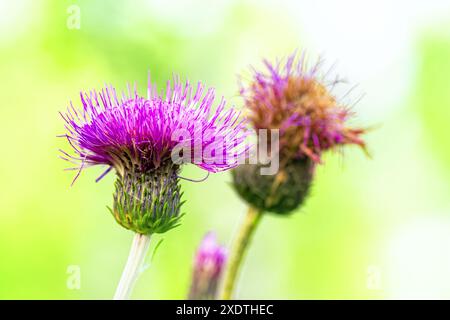 Fleurs de chardon violet rose (bardane) dans le soleil du matin sur fond vert. Fond d'écran flou estival. Banque D'Images