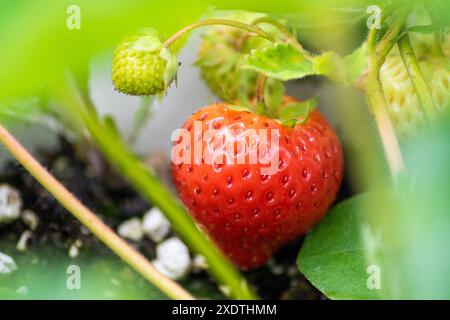 Mûr pour la cueillette - Une fraise entièrement cultivée et mûre pend à côté de la nouvelle croissance Banque D'Images