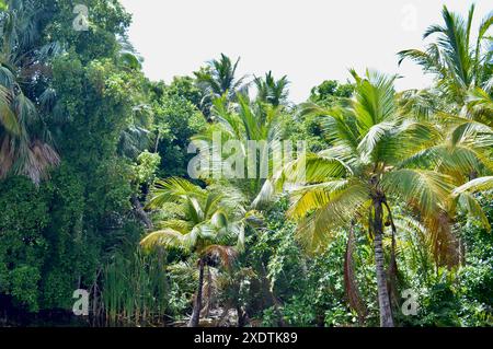 Une belle vue imprenable sur une zone de type jungle en République dominicaine. Banque D'Images