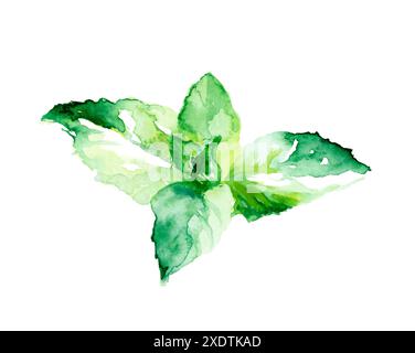 Aquarelle représentant des feuilles de menthe avec un thème écologique et organique Banque D'Images