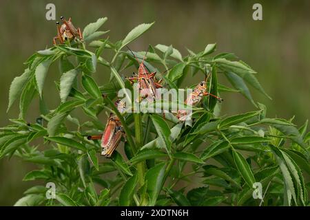 Beaucoup de Lobber Grasshoppers sur une plante verte Banque D'Images