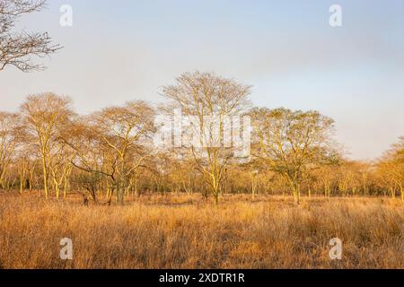 Mozambique, Sofala, Gorongosa N. P. , forêt d'arbres de fièvre Banque D'Images