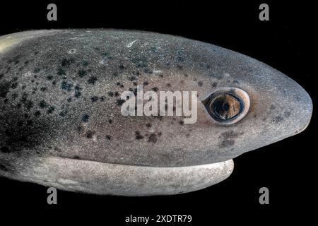 Requin sevengill à nez large, Notorynchus cepedianus, espèce vulnérable, à False Bay, Western Cape, Afrique du Sud Banque D'Images