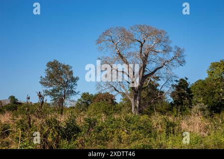 Mozambique, Sofala, Caia, Amambos, Baobab Banque D'Images