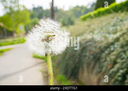 Pissenlit avec des graines soufflant dans le vent à travers un ciel bleu clair avec espace de copie. Fleurs blanches de pissenlit en gras vert. Photo de haute qualité Banque D'Images