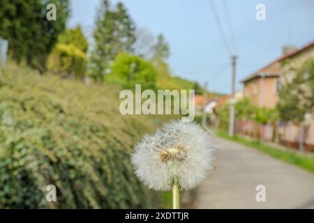 Pissenlit avec des graines soufflant dans le vent à travers un ciel bleu clair avec espace de copie. Fleurs blanches de pissenlit en gras vert. Photo de haute qualité Banque D'Images