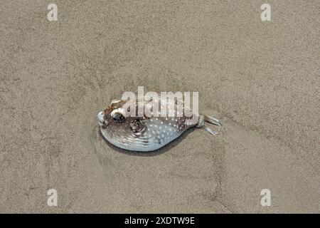 Poisson-pouf mort sur une plage de sable au Costa Rica Banque D'Images