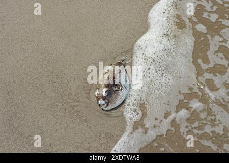 Poisson-pouf mort sur une plage de sable au Costa Rica Banque D'Images