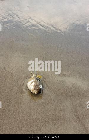 Poisson-pouf mort sur une plage de sable au Costa Rica Banque D'Images