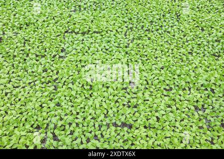 Semis de concombre dans des plateaux de pépinière, fond d'agriculture. Banque D'Images
