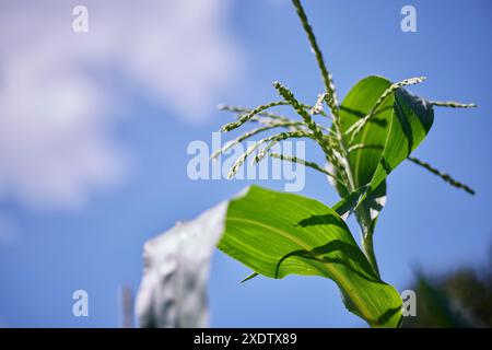 gros plan sur la floraison du maïs, temps de maturation de la récolte de maïs, avantages et dommages pour le corps humain, concept de plantes céréalières Banque D'Images