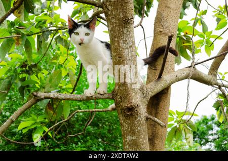 Un chat dans un arbre d'avocat Banque D'Images