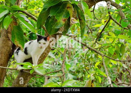 Un chat dans un arbre d'avocat Banque D'Images
