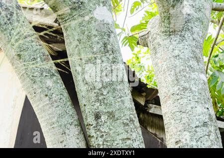 Algues bleu-vert sur Achee Tree Banque D'Images