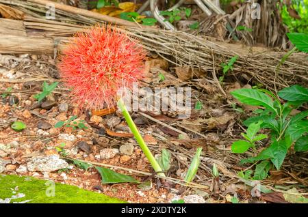 Une fleur de Scadoxus Multiflorus pousse à partir du sol. Banque D'Images