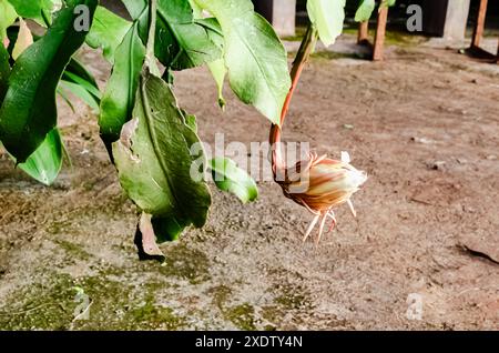 Une Lady of the Night Flower se suspend de son usine. Banque D'Images