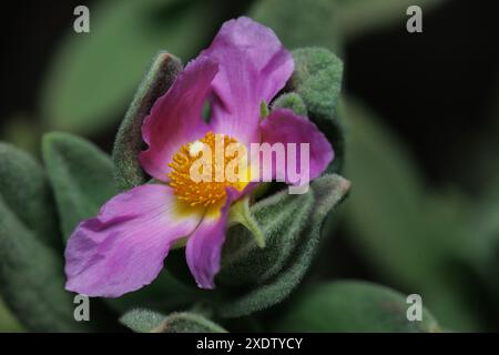 Belle fleur de ciste albidus illuminée avec flash, Alcoy, Espagne Banque D'Images