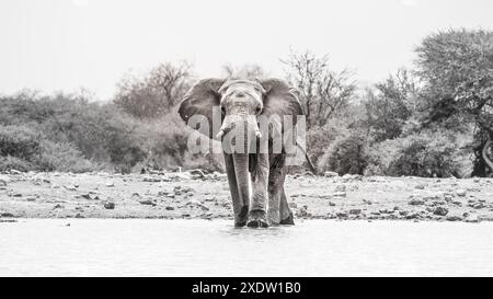 Un éléphant d'Afrique se dresse dans un trou d'eau dans le parc national d'Etosha, s'évanouissant les oreilles, entouré d'un paysage serein de brousse, véhiculant la beauté sauvage de la Namibie. Photographie noir et blanc. Banque D'Images