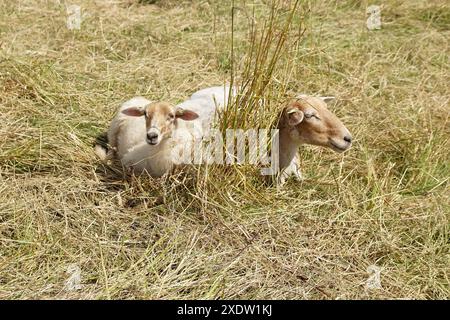 Deux moutons hollandais blancs récemment cisaillés dans les hautes herbes le long d'une route. Été, juin, pays-Bas Banque D'Images