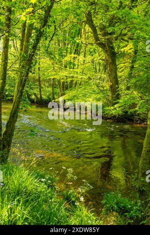 Marcher le long de la rivière Teign près de Stepps pont Devon Banque D'Images