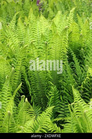 Fougère d'autruche, fougère Fiddlehead, ou fougère Shuttlecock, Matteuccia struthiopteris, Onocleaceae (anciennement Woodsiaceae et Dryopteridaceae). Banque D'Images