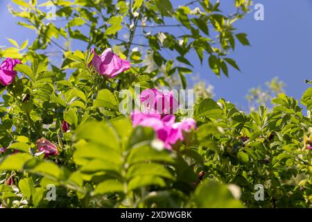belles fleurs rouges de rose musquée pendant la floraison, arbuste sauvage de rose musquée avec des fleurs teintées de rouge Banque D'Images