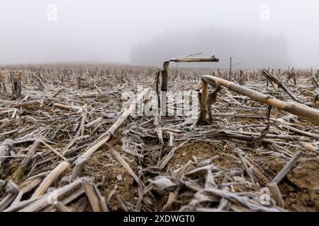 champ de maïs avec de la neige après la récolte, récolte de maïs mal récoltée restant pour l'hiver Banque D'Images