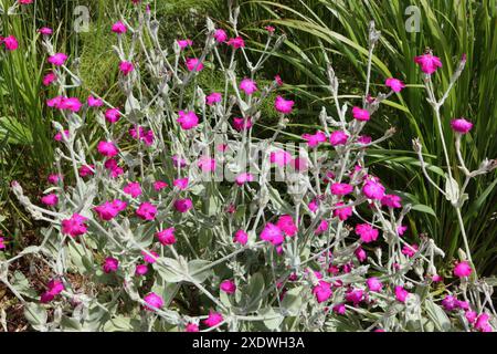 Rose Campion fleurs Silene coronaria dans le gris à vert Park Sheffield Angleterre Royaume-Uni Banque D'Images