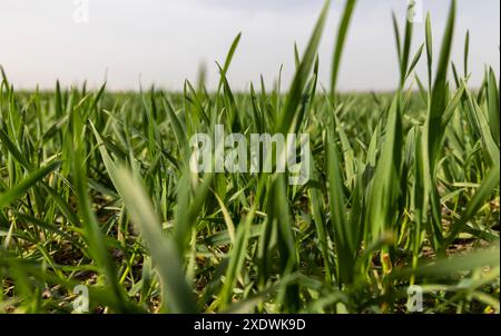jeune herbe de blé vert gros plan, champ de culture de blé au printemps Banque D'Images