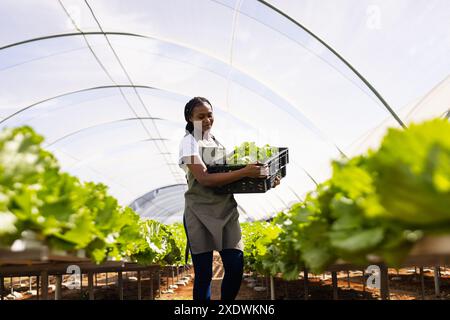 Agricultrice afro-américaine récoltant de la laitue dans une serre hydroponique, souriante Banque D'Images