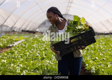 Agriculteur récoltant de la laitue fraîche dans une ferme hydroponique, portant caisse de légumes, espace de copie Banque D'Images
