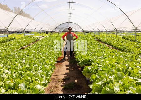 Debout dans une serre hydroponique, agriculteur afro-américain cultivant des légumes biologiques Banque D'Images