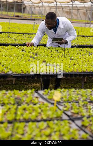 Agriculteur afro-américain avec comprimé inspectant les légumes hydroponiques en serre Banque D'Images