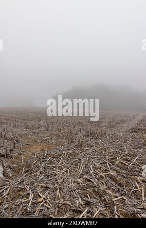 champ de maïs avec de la neige après la récolte, récolte de maïs mal récoltée restant pour l'hiver Banque D'Images