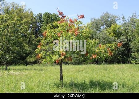 Petit chêne rouge avec des feuilles mortes causé par des dommages causés par des cigales de 17 ans dans un champ à Iroquois Woods à Park Ridge, Illinois Banque D'Images