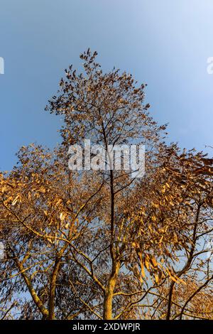 Les graines pendent sur les branches d'acacia en février, un arbre d'acacia avec des graines en gousses par temps ensoleillé Banque D'Images