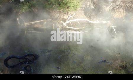 Piscine naturelle géothermique vapeur avec bois blanc mort dans Tokaanu Thermal Pools, NZ Banque D'Images